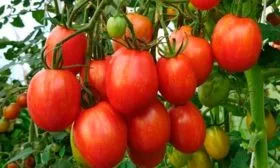 Основные характеристики