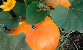 Особенности плодов