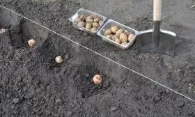 Особенности посадки