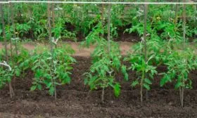 Особенности посадки