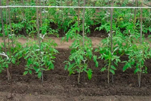 Особенности посадки