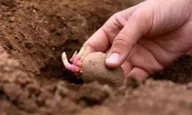 Особенности посадки