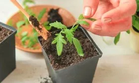 Особенности ухода за рассадой