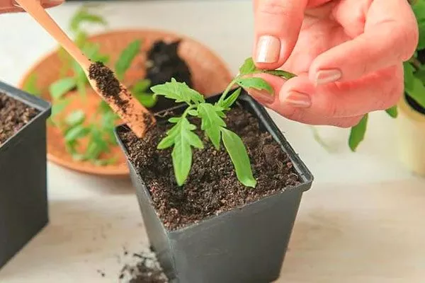 Особенности ухода за рассадой