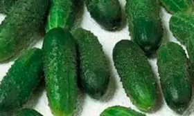 Особенности внешнего вида кустов и зеленцов