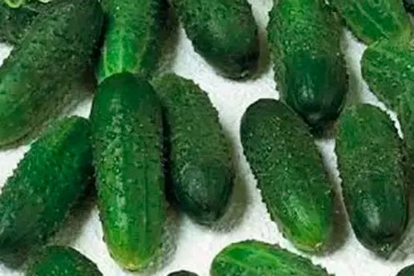 Особенности внешнего вида кустов и зеленцов