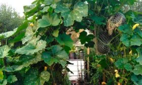 Особенности выращивания и возможные трудности