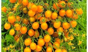 Ожерелье жёлтое (гибрид)