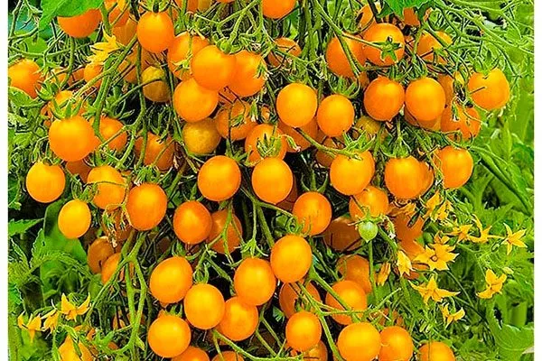 Ожерелье жёлтое (гибрид)