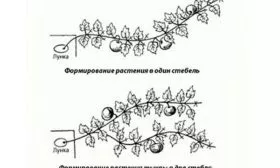Пасынкование и формирование куста