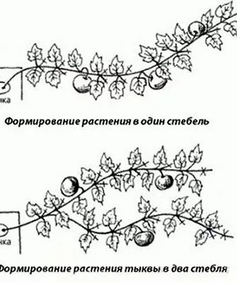 Пасынкование и формирование куста
