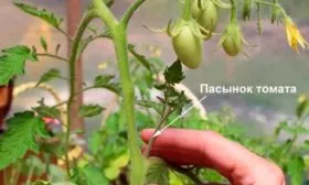 Пасынкование и формирование куста, прополка