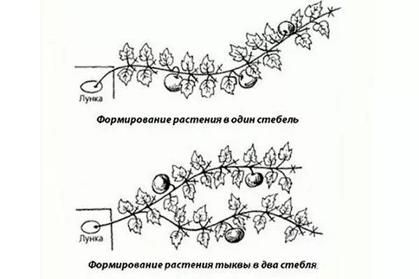 Пасынкование и формирование куста