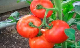 Регионы выращивания, происхождение