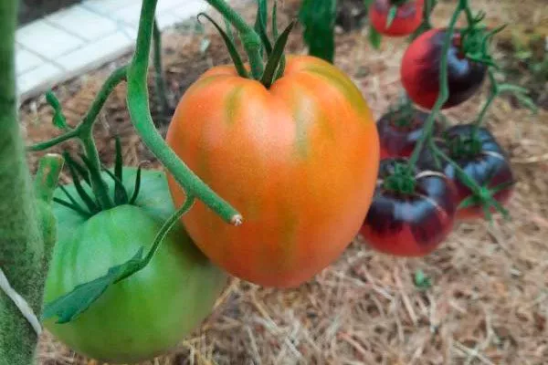 Пасынкование и подвязывание