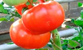 Пасынкование и подвязывание