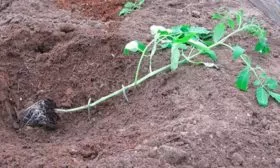 Пересадка рассады