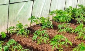 Пересадка рассады в теплицу или открытый грунт