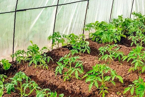 Пересадка рассады в теплицу или открытый грунт