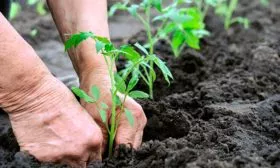 Пересадка растений