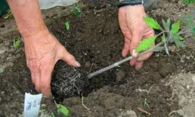 Пересадка в грунт