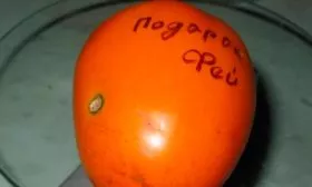 Описание куста и плодов 3