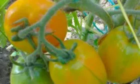 Созревание и плодоношение, продуктивность