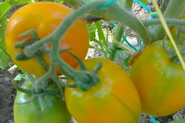 Созревание и плодоношение, продуктивность