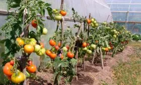 Подготовка и пересадка в грунт