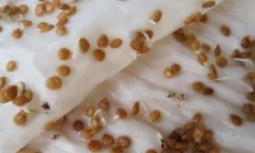 Подготовка семян