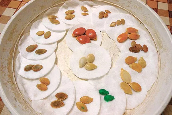 Подготовка семян