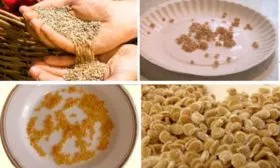 Подготовка семян