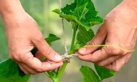 Подвязка и формирование кустов