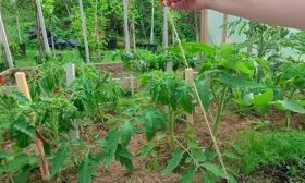 Подвязке основного ствола и побегов