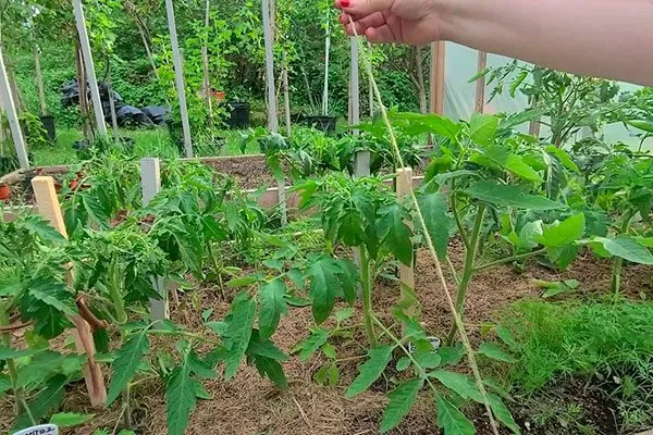 Подвязке основного ствола и побегов