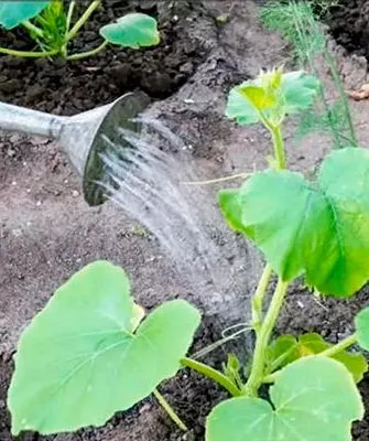 Полив