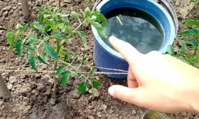 Полив и подкормка