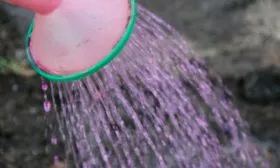 Полив и подкормка