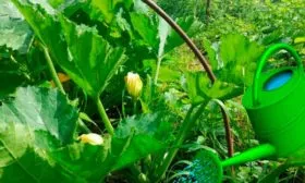 Полив и подкормки