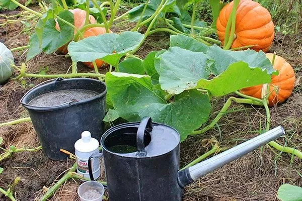 Полив и подкормки