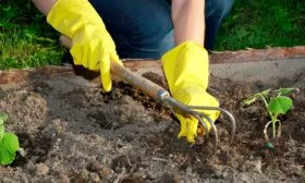 Полив и рыхление