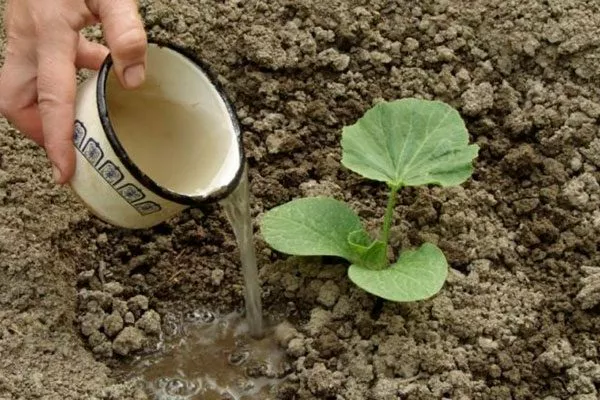 Полив растения