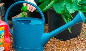 Полив тыквы, подкормки