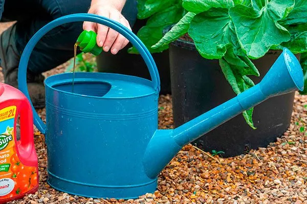 Полив тыквы, подкормки