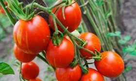 Отличительные черты сорта, куста и плодов2