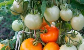 pomidor-zhar-ptitsa-1