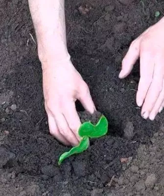 Основные характеристики