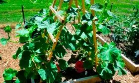 Посадка рассадой