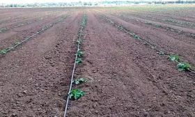 Посадка семенами