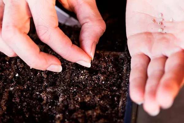 Посадка семян томатов на рассаду